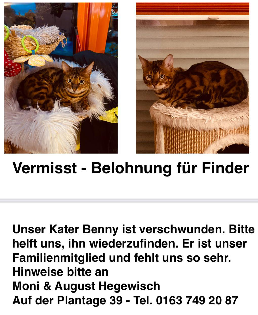 Vermisst: Kater Benny